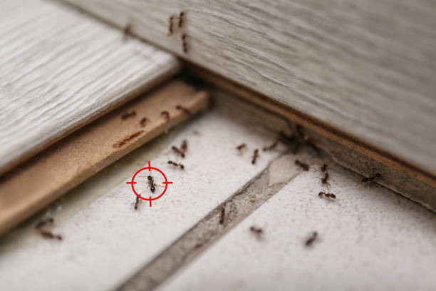 Red Oak, NC Pest Control Company