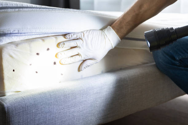 Best Mosquito Control Services  in Red Oak, NC