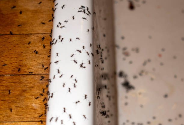 Pest Prevention Services in Red Oak, NC
